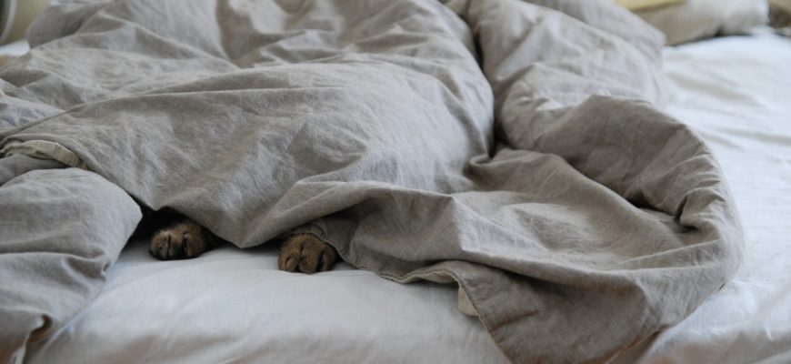 grey bedding and a dog tucked in