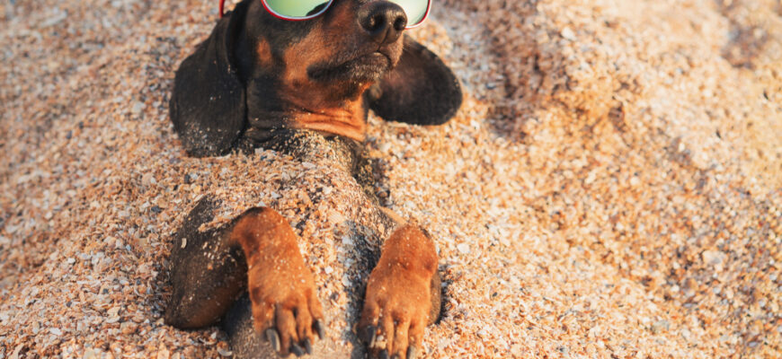 Cute,Dog,Of,Dachshund,,Black,And,Tan,,Wearing,Red,Sunglasses,